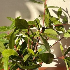 月桂樹　ローリエ　挿し木に の画像