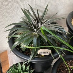 ディッキア　子株の画像