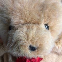 大きいクマのぬいぐるみの画像