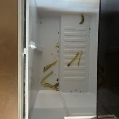 冷蔵庫2014年の画像