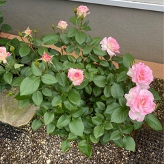 【取引先決定】バラ大苗（マチルダ）の画像