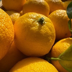 すだち　10個300円、 20個で500円の画像