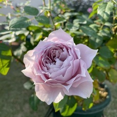 【取引先決定】バラ大苗（ザセレスティアル）の画像