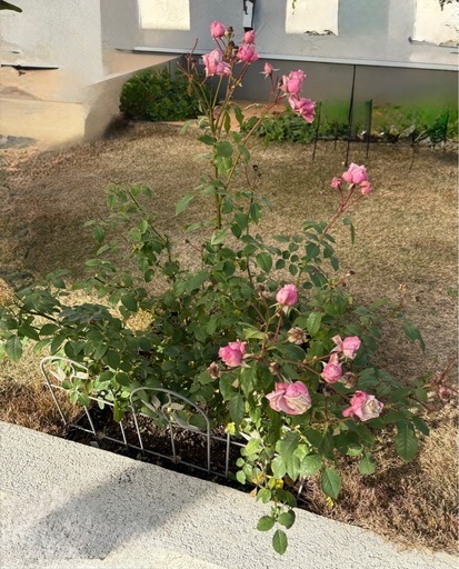 取引先決定】バラ大苗（ザセレスティアル） (koko) 荒川沖の家庭用品