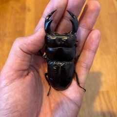 極太血統ブータンアンタエウス　82ミリペアの画像