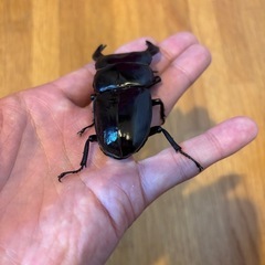 極太血統ブータンアンタエウス　82ミリペアの画像