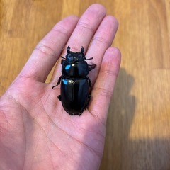 極太血統ブータンアンタエウス　82ミリペアの画像