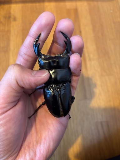 極太血統インドアンタエウス84ミリペア (すけ) 札幌のその他の中古