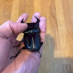 極太血統インドアンタエウス　84ミリペアの画像