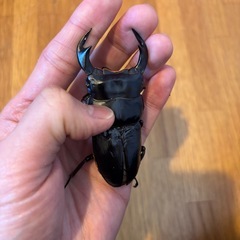 極太血統インドアンタエウス　84ミリペアの画像