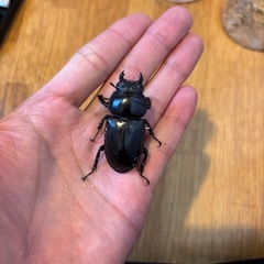 極太血統インドアンタエウス　84ミリペアの画像