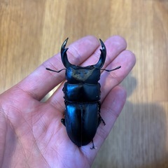 北海道産オオクワガタ　70ミリペアの画像