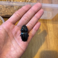 北海道産オオクワガタ　70ミリペアの画像