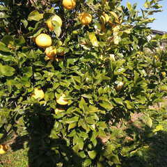 食の安全を第一に農薬不使用、化学肥料不使用、野菜、雑草で作った堆肥で栽培した文旦です。M～Lサイズ10キロ入り　3000円の画像