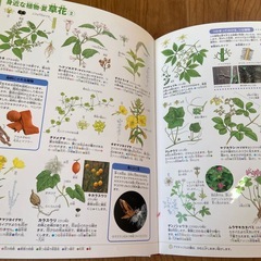 小学館の図鑑NEO 植物の画像