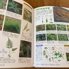 小学館の図鑑NEO 植物の画像