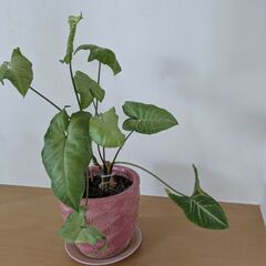 植物＆鉢の画像