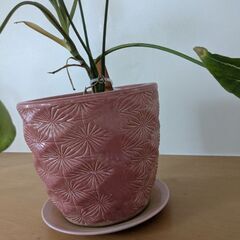 植物＆鉢の画像