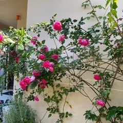 バラ苗　パレードの画像