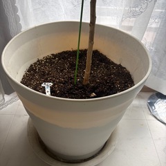 フィカスアルマテシマ　植物の画像