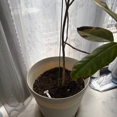 フィカスアルマテシマ　植物の画像