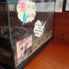 フトヒゲアゴトカゲのタンクの画像