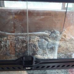 フトヒゲアゴトカゲのタンクの画像