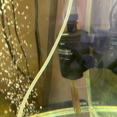 90cm水槽(水槽台・外部フィルター・ヒーター・ライト・生体)の画像