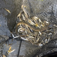 川魚　餌魚の画像