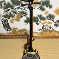 沖縄三線！新品！貴重！知念大工型！本蛇皮！本張り！【一枚張り】㉑の画像