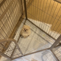 ペットサークル＆トイレトレーのセットの画像