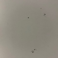 シンプルデスク 120×65cm ホワイト 2台セット｜引き取り限定の画像