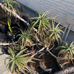 アロエストリアツラの画像