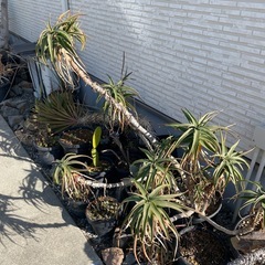 アロエストリアツラの画像