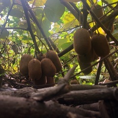 【取引希望日時を複数提示ください】キウイフルーツ （緑）小さいですの画像