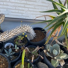 Yucca  アロイフォリアの画像