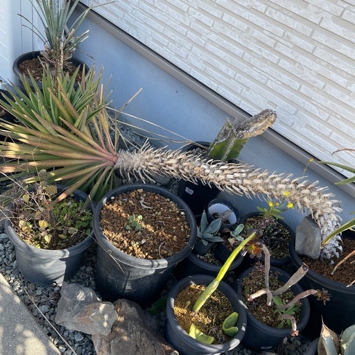 Yucca  アロイフォリア