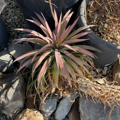 Yuccaデスメティアーナの画像