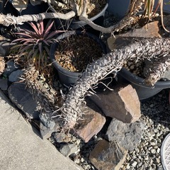 Yuccaデスメティアーナの画像