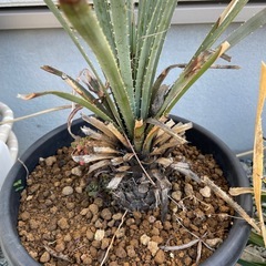 ダシリリオンウィーレリーの画像