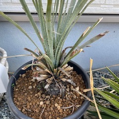 ダシリリオンウィーレリーの画像