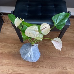 【激安】観葉植物アンスリウム(ジョリパルス)2株の画像