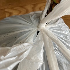 【激安】観葉植物アンスリウム(ジョリパルス)2株の画像