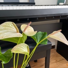 【激安】観葉植物アンスリウム(ジョリパルス)2株の画像