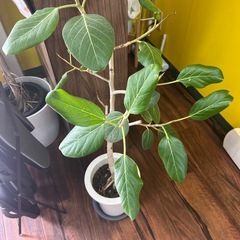 観葉植物の画像