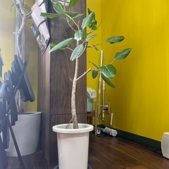 観葉植物の画像