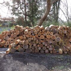 薪にいかがですか？　杉の木　玉切り　枝の画像