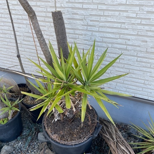 Yucca