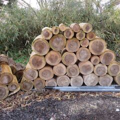 薪にいかがですか？　杉の木　玉切り　枝の画像