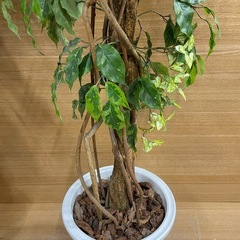 ⭐︎【e5　フェイク観葉植物】2本セットの画像